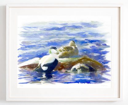 Art print eider Birdart